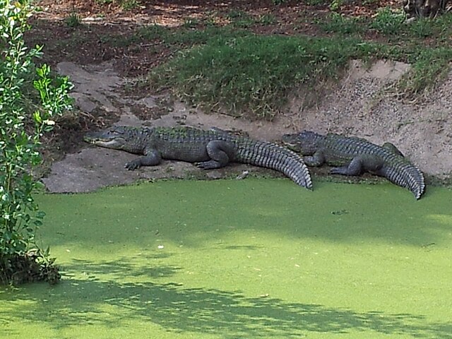 Alligator 3