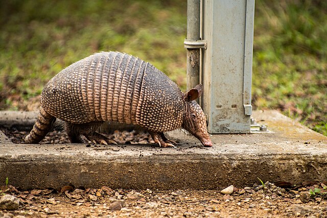 Armadillo 4