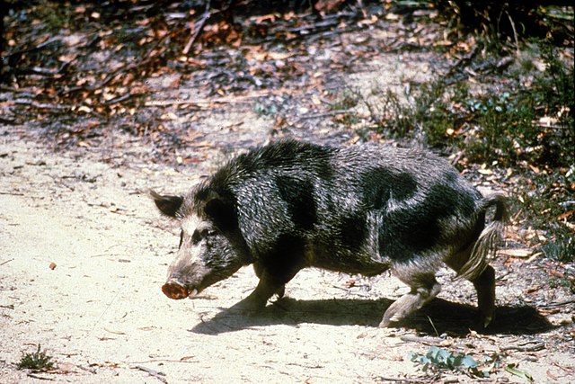 Feral Pig 3