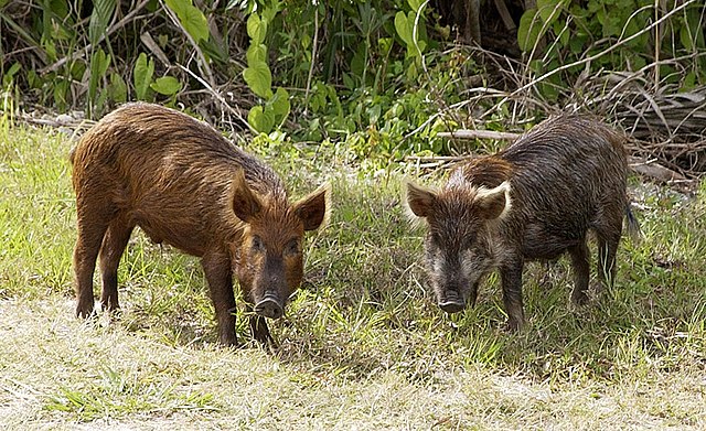 Feral Pig 4