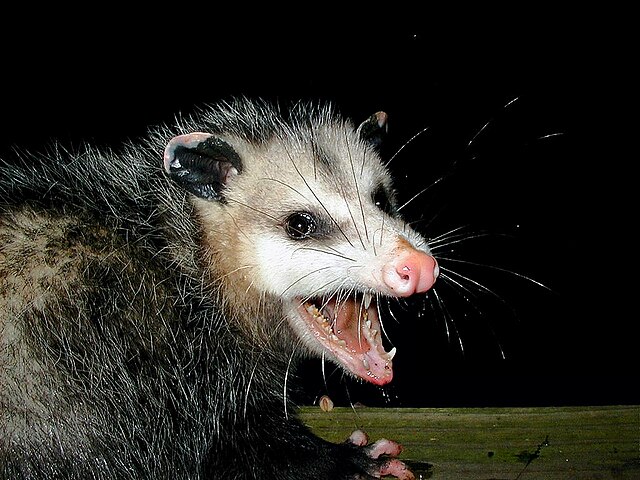 Opossum 2