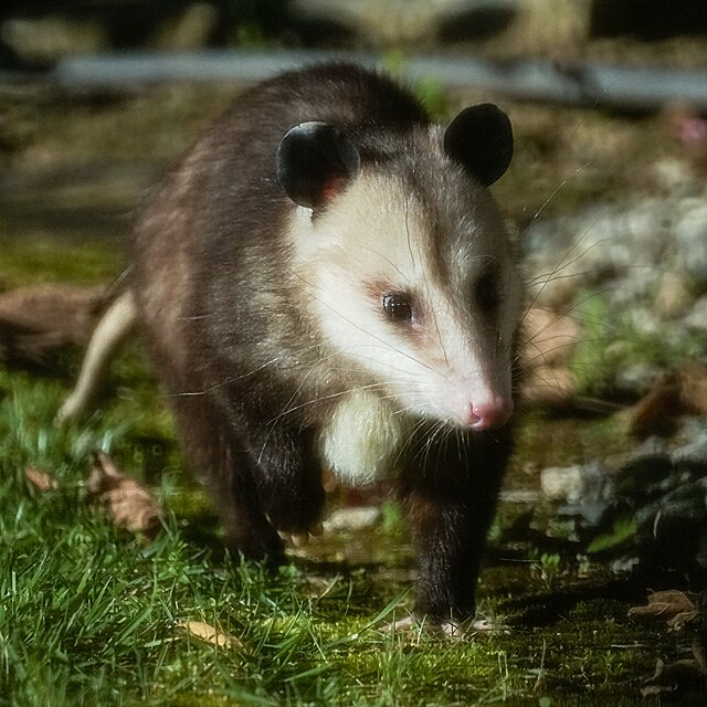 Opossum 3
