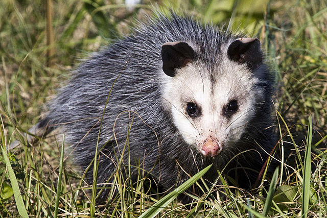 Opossum 4