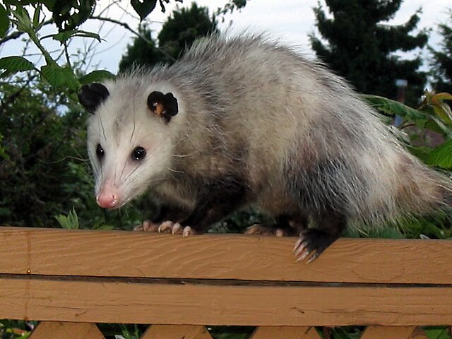 Opossum 5