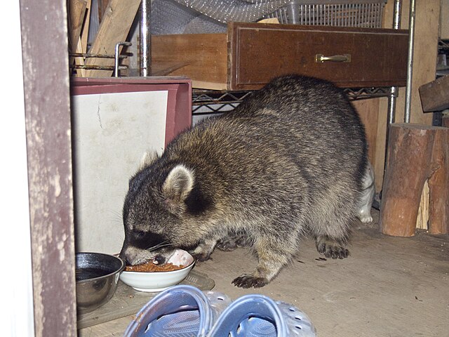 Raccoon 4